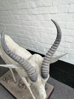 Taxidermy: An African Antelope (6 of 7) Taxidermy: An African Antelope (6 of 7)