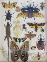Fabulous Antique Collection Cased Insect & Butterfly Specimens (2 of 7) Fabulous Antique Collection Cased Insect & Butterfly Specimens (2 of 7)