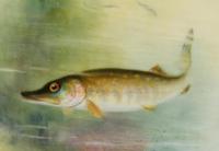 Royal Worcester Hand Painted Cabinet Plate with A Pike by George B Johnson Dated 1921 (10 of 14) Royal Worcester Hand Painted Cabinet Plate with A Pike by George B Johnson Dated 1921 (10 of 14)