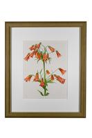 Lilium Grayi Chromolithograph. Henry G Moon 1903 (3 of 4) Lilium Grayi Chromolithograph. Henry G Moon 1903 (3 of 4)
