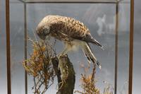 Fine Edwardian Cased Taxidermy Kestrel (7 of 10) Fine Edwardian Cased Taxidermy Kestrel (7 of 10)