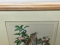 Watercolour "Chirping Song Thrush Bird" Signed Charles Frederick Tunnicliffe OBE RA 1901-1979 (28 of 35) Watercolour "Chirping Song Thrush Bird" Signed Charles Frederick Tunnicliffe OBE RA 1901-1979 (28 of 35)