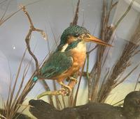 Taxidermy Edwardian Case of 7 Birds Inc: Kingfisher, Snipe, Moorhen & Woodcock (6 of 15) Taxidermy Edwardian Case of 7 Birds Inc: Kingfisher, Snipe, Moorhen & Woodcock (6 of 15)