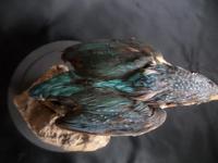 Taxidermy Study of a Kingfisher with Fish (3 of 6) Taxidermy Study of a Kingfisher with Fish (3 of 6)