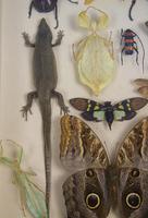 Fabulous Antique Collection Cased Insect & Butterfly Specimens (6 of 7) Fabulous Antique Collection Cased Insect & Butterfly Specimens (6 of 7)
