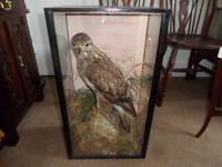 Magnificent Taxidermist's Display of a Buzzard in a Glass Case - Late Victorian (4 of 6) Magnificent Taxidermist's Display of a Buzzard in a Glass Case - Late Victorian (4 of 6)