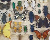 Antique Butterfly and Insect Specimens Collection (2 of 8) Antique Butterfly and Insect Specimens Collection (2 of 8)