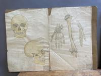 Anatomical Studies (5 of 11) Anatomical Studies (5 of 11)