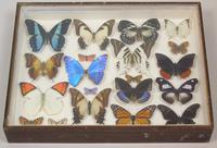 Antique Specimen Butterfly Case (7 of 7) Antique Specimen Butterfly Case (7 of 7)
