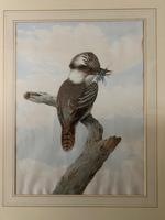 Neville Henry Cayley - Pair of Watercolours of Kookaburras (4 of 7) Neville Henry Cayley - Pair of Watercolours of Kookaburras (4 of 7)