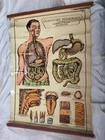 Vintage Medical Anatomical Elementary Physiology Chart Poster Early Arnold No 5 (14 of 19) Vintage Medical Anatomical Elementary Physiology Chart Poster Early Arnold No 5 (14 of 19)