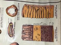 Vintage Medical Anatomical Elementary Physiology Chart Poster Early Arnold No 5 (8 of 19) Vintage Medical Anatomical Elementary Physiology Chart Poster Early Arnold No 5 (8 of 19)
