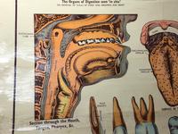 Vintage Medical Anatomical Elementary Physiology Chart Poster Early Arnold No 5 (9 of 19) Vintage Medical Anatomical Elementary Physiology Chart Poster Early Arnold No 5 (9 of 19)