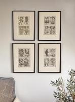 Unique Original French 18th Century Botanical Copperplate Prints (7 of 7) Unique Original French 18th Century Botanical Copperplate Prints (7 of 7)
