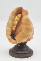 Vintage Italian Carved Cameo Conch Shell Lamp (3 of 5) Vintage Italian Carved Cameo Conch Shell Lamp (3 of 5)
