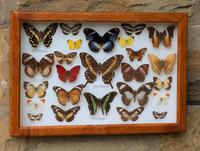 Cased Butterfly Collection