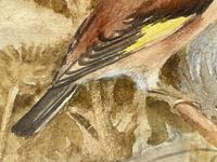 Ornithological Watercolour Finches Birds Study by Florence Barlow Royal Doulton (11 of 40) Ornithological Watercolour Finches Birds Study by Florence Barlow Royal Doulton (11 of 40)
