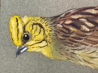 Watercolour "Yellowhammer" Passerine Bird Study By Rolston Gudgeon RSW (31 of 34) Watercolour "Yellowhammer" Passerine Bird Study By Rolston Gudgeon RSW (31 of 34)