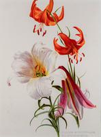Romantic and Wonderful 'Mixed Lilies' Chromolithograph 1903 (4 of 4) Romantic and Wonderful 'Mixed Lilies' Chromolithograph 1903 (4 of 4)