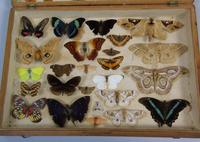 Antique Butterfly and Moth Cased Specimen Collection (2 of 7) Antique Butterfly and Moth Cased Specimen Collection (2 of 7)