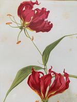 Beautiful 'Gloriana Rothschildiana' Rare Chromolithograph 1903 (3 of 4) Beautiful 'Gloriana Rothschildiana' Rare Chromolithograph 1903 (3 of 4)