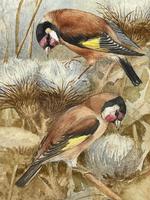 Ornithological Watercolour Finches Birds Study by Florence Barlow Royal Doulton (15 of 40) Ornithological Watercolour Finches Birds Study by Florence Barlow Royal Doulton (15 of 40)