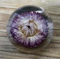Collection of 4 Dried Flower Paper Weights (5 of 5) Collection of 4 Dried Flower Paper Weights (5 of 5)