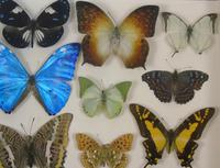 Antique Specimen Butterfly Case (3 of 5) Antique Specimen Butterfly Case (3 of 5)
