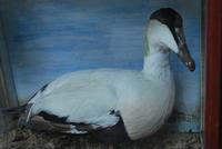 Taxidermy Eider Duck in Case (4 of 5) Taxidermy Eider Duck in Case (4 of 5)