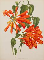 Bignonia Venusta Chromolithograph. Robinson. The Garden 1903 (2 of 4) Bignonia Venusta Chromolithograph. Robinson. The Garden 1903 (2 of 4)