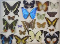Antique Specimen Butterfly Case (5 of 5) Antique Specimen Butterfly Case (5 of 5)