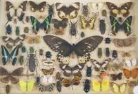 Antique Insect and Butterfly Specimens Collection (7 of 7) Antique Insect and Butterfly Specimens Collection (7 of 7)
