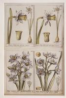 18th Century French Hand Coloured Botanical Copperplate Engravings (2 of 6) 18th Century French Hand Coloured Botanical Copperplate Engravings (2 of 6)