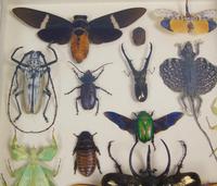 Fabulous Antique Collection Cased Butterfly & Insect Specimens (5 of 8) Fabulous Antique Collection Cased Butterfly & Insect Specimens (5 of 8)