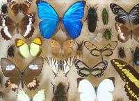 Large Antique Specimen Butterfly & Insect Case (9 of 9) Large Antique Specimen Butterfly & Insect Case (9 of 9)