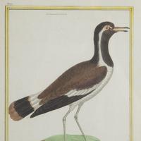 Set of Twelve Bird Hand Coloured Engravings by Martinet (3 of 5) Set of Twelve Bird Hand Coloured Engravings by Martinet (3 of 5)