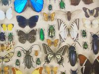 Antique Butterfly and Insect Specimens Collection (4 of 8) Antique Butterfly and Insect Specimens Collection (4 of 8)