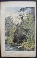 6 Framed Animal Coloured Pictures Plates C1877 Sketches from Nature - India (3 of 14) 6 Framed Animal Coloured Pictures Plates C1877 Sketches from Nature - India (3 of 14)