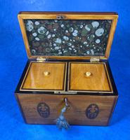 George III Satinwood Twin Tea Caddy with Prince of Wales Inlay (15 of 15) George III Satinwood Twin Tea Caddy with Prince of Wales Inlay (15 of 15)