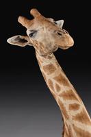 Rare And Extremely Well Prepared Late 20th Century Taxidermy African Bull Giraffe (9 of 14) Rare And Extremely Well Prepared Late 20th Century Taxidermy African Bull Giraffe (9 of 14)