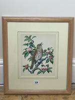 Watercolour "Chirping Song Thrush Bird" Signed Charles Frederick Tunnicliffe OBE RA 1901-1979 (5 of 35) Watercolour "Chirping Song Thrush Bird" Signed Charles Frederick Tunnicliffe OBE RA 1901-1979 (5 of 35)