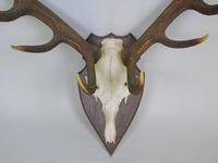 Large Set of Antique Antlers on Shield Hunting Trophy (2 of 6) Large Set of Antique Antlers on Shield Hunting Trophy (2 of 6)