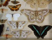 Antique Butterfly and Moth Cased Specimen Collection (4 of 7) Antique Butterfly and Moth Cased Specimen Collection (4 of 7)