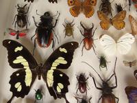 Large Antique Specimen Butterfly & Insect Case (7 of 7) Large Antique Specimen Butterfly & Insect Case (7 of 7)