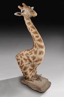 Rare And Extremely Well Prepared Late 20th Century Taxidermy African Bull Giraffe (10 of 14) Rare And Extremely Well Prepared Late 20th Century Taxidermy African Bull Giraffe (10 of 14)