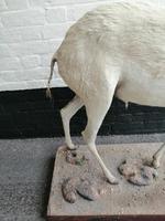 Taxidermy: An African Antelope (7 of 7) Taxidermy: An African Antelope (7 of 7)