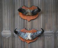 Pair of Cape Buffalo Horn Trophies on Shields (10 of 10) Pair of Cape Buffalo Horn Trophies on Shields (10 of 10)