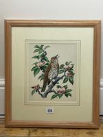 Watercolour "Chirping Song Thrush Bird" Signed Charles Frederick Tunnicliffe OBE RA 1901-1979 (6 of 35) Watercolour "Chirping Song Thrush Bird" Signed Charles Frederick Tunnicliffe OBE RA 1901-1979 (6 of 35)