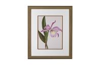 Extraordinary 'Empress of Russia Orchid' Chromolithograph 1903 (3 of 4) Extraordinary 'Empress of Russia Orchid' Chromolithograph 1903 (3 of 4)