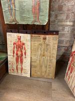 1910 Anatomical Medical Figure (8 of 9) 1910 Anatomical Medical Figure (8 of 9)